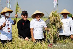 Sang Hyang Seri: Lahan di area dalam Sukamandi produktif dukung cadangan pangan